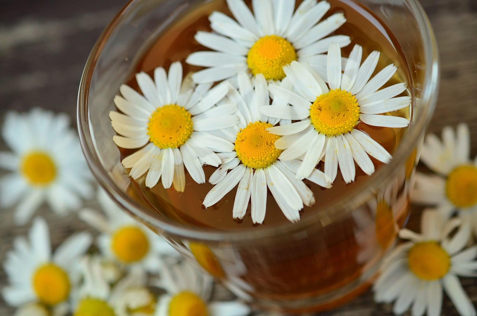 chamomile-829220_1920 chamomile-829220_1920